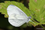 Wood White (Leptidea sinapis) M