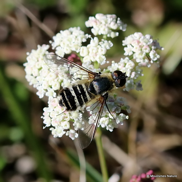 Bee-fly (Bombyliidae), villa sp.