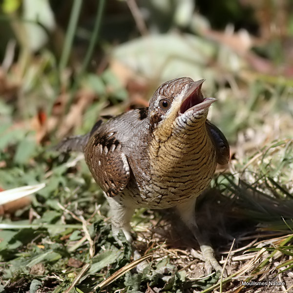 Eurasian Wryneck (Jynx torquilla)