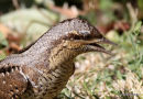 Eurasian Wryneck (Jynx torquilla)