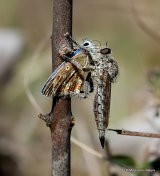 Robber fly (Asilidae) sp.