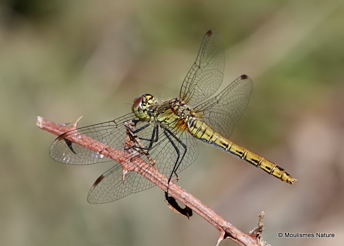 Ruddy Darter (Sympetrum sanguineum) F