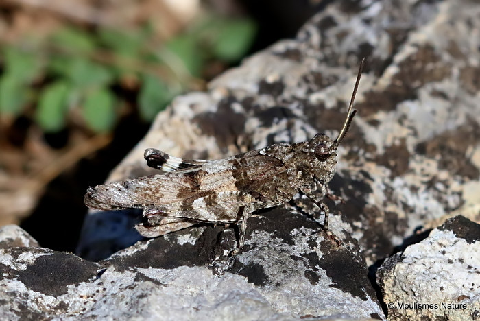 Blue-winged Grasshopper (Oedipoda c. caerulescens) M