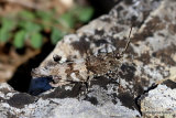 Blue-winged Grasshopper (Oedipoda c. caerulescens) M
