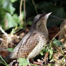 Eurasian Wryneck (Jynx torquilla)