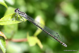 Azure Damselfly (Coenagrion puella) F