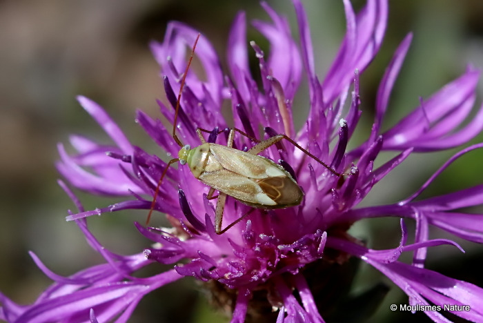 Lucerne Bug (Adelphocoris lineolatus)