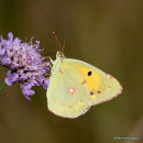 Clouded Yellow (Colias crocea)