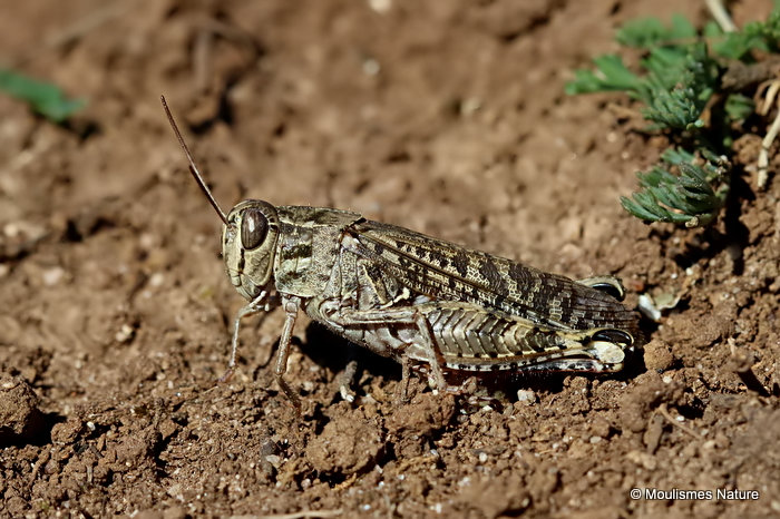 Barbarian Grasshopper (Calliptamus b. barbarus) M