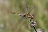 Southern Darter (Sympetrum meridionale) female