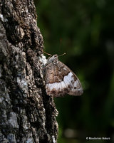 Woodland Grayling (Hipparchia fagi)