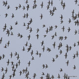 Waders Le Teich