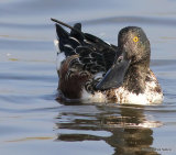 Northern Shoveler (Anas clypeata), Le Teich