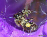Western Honey Bee (Apis mellifera)