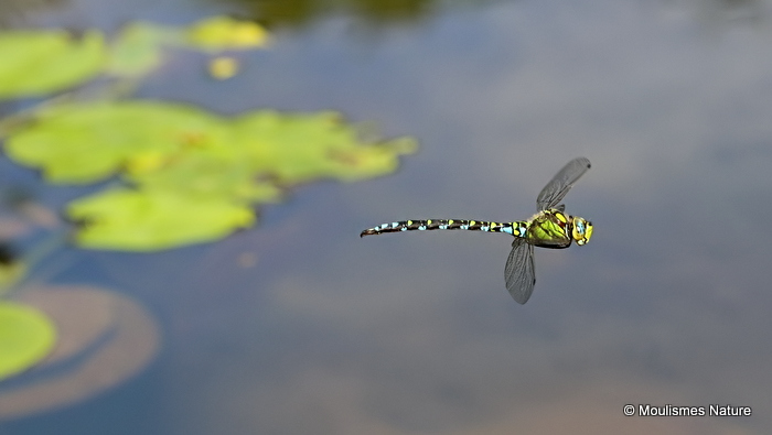 Southern Hawker (Aeshna cyanea) M