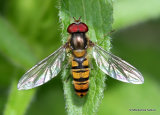 Episyrphus balteatus (Marmalade Hoverfly) M