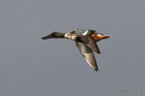 Northern Shoveler (Anas clypeata), Le Teich