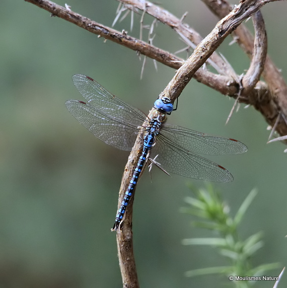 Southern Migrant Hawker (Aeshna affinis) M