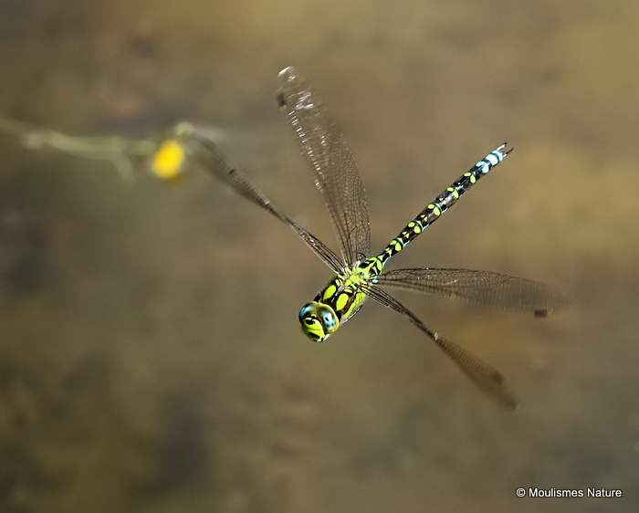 Southern Hawker (Aeshna cyanea) M