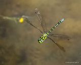 Southern Hawker (Aeshna cyanea) M
