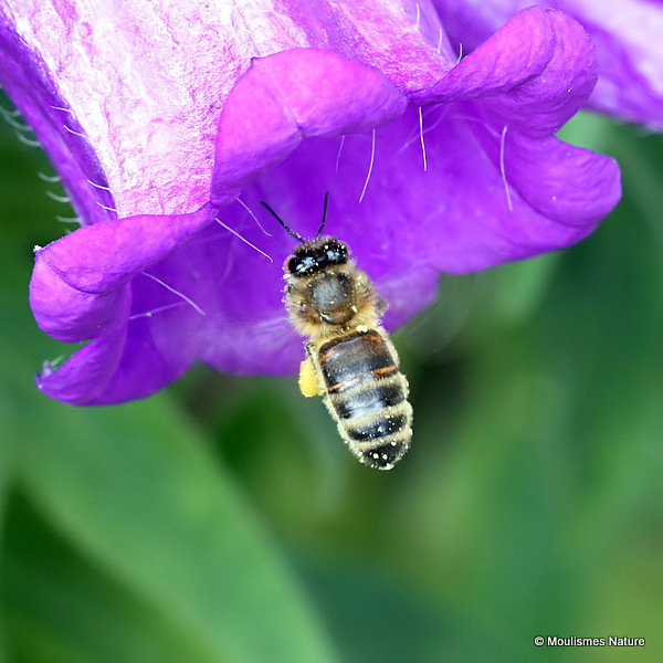 Western Honey Bee (Apis mellifera)