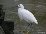 Little Egret (Egretta garzetta) Ad-W