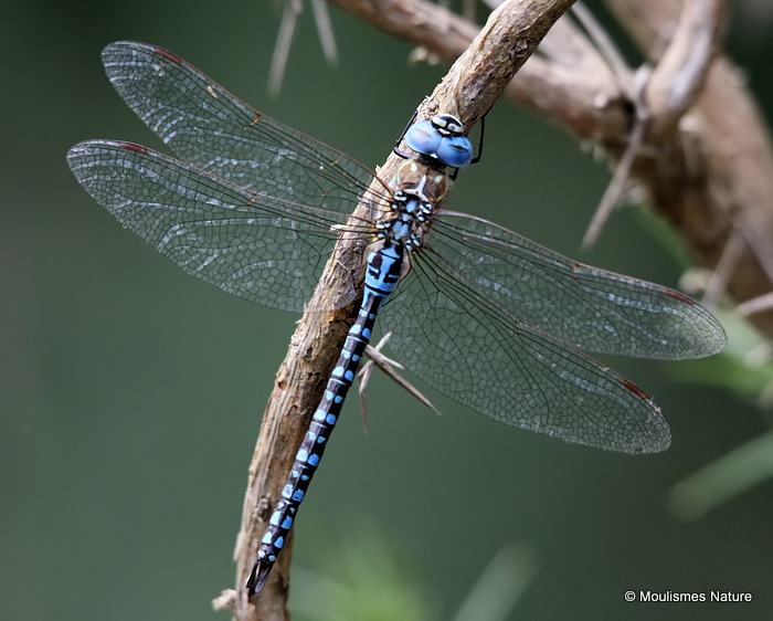 Southern Migrant Hawker (Aeshna affinis) M