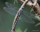 Southern Migrant Hawker (Aeshna affinis) M