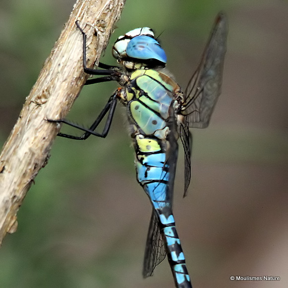 Southern Migrant Hawker (Aeshna affinis) M