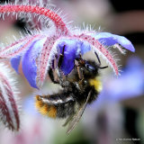 Early bumblebee (Bombus pratorum)