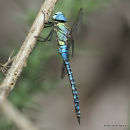 Southern Migrant Hawker (Aeshna affinis) M