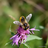 Wood-carving Leaf-cutter Bee (Megachile ligniseca) F