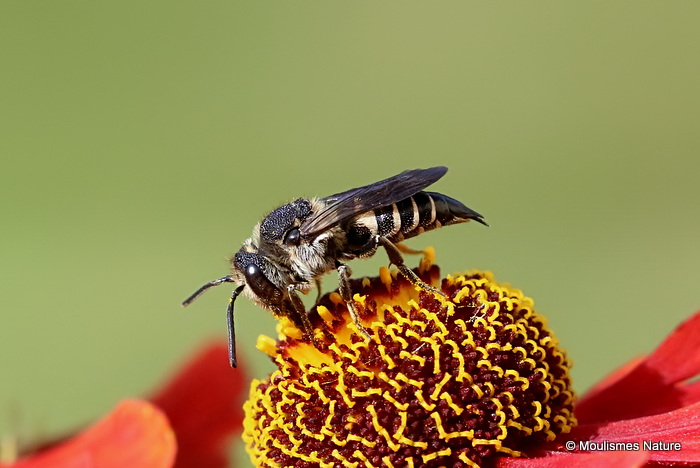 Sharp-tailed bee (Coelioxys) sp. F