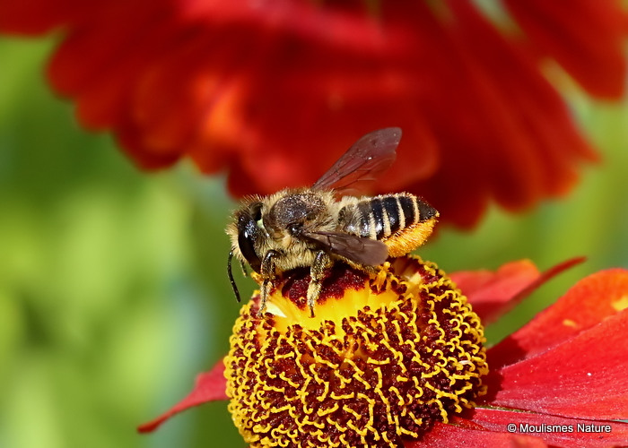 Patchwork Leaf-cutter Bee (Megachile centuncularis) F