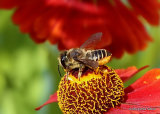 Patchwork Leaf-cutter Bee (Megachile centuncularis) F