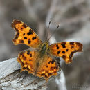 Comma (Polygonia c-album)