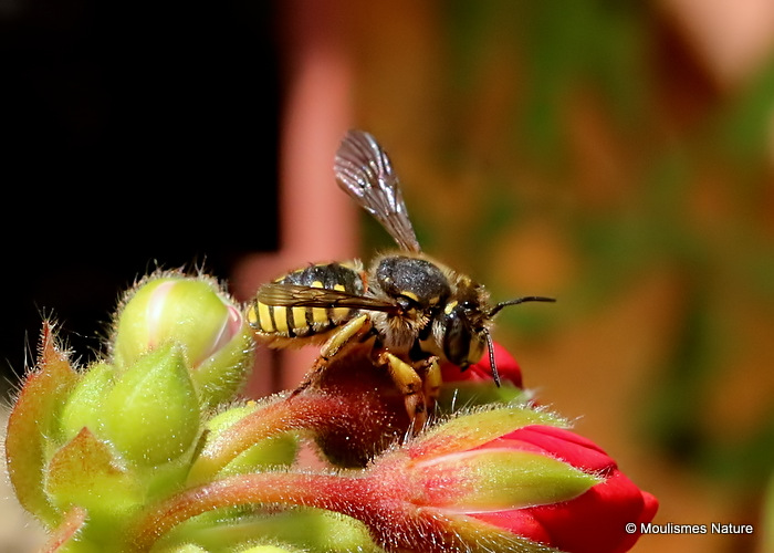 Wool carder bee sp. Anthidium oblongatum