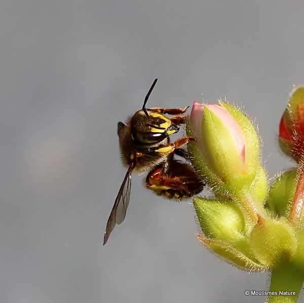 Wool carder bee sp. Anthidium oblongatum