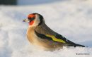 European Goldfinch (Carduelis carduelis)