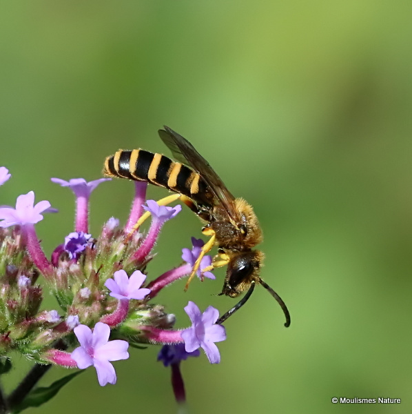 Great Banded Furrow Bee (Halictus scabiosae) M