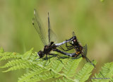 Dainty White-faced Darters (Leucorrhinia caudalis)