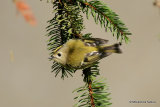 Goldcrest (Regulus regulus), Roitelet huppé