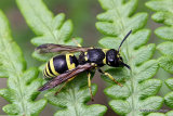 Ancistrocerus nigricornis (Early Mason Wasp)