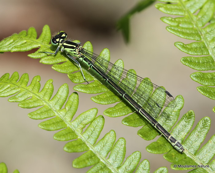 Azure Damselfly (Coenagrion puella) F