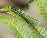 Azure Damselfly (Coenagrion puella) F