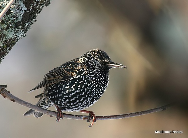 Common Starling (Sturnus vulgaris) Ad-W