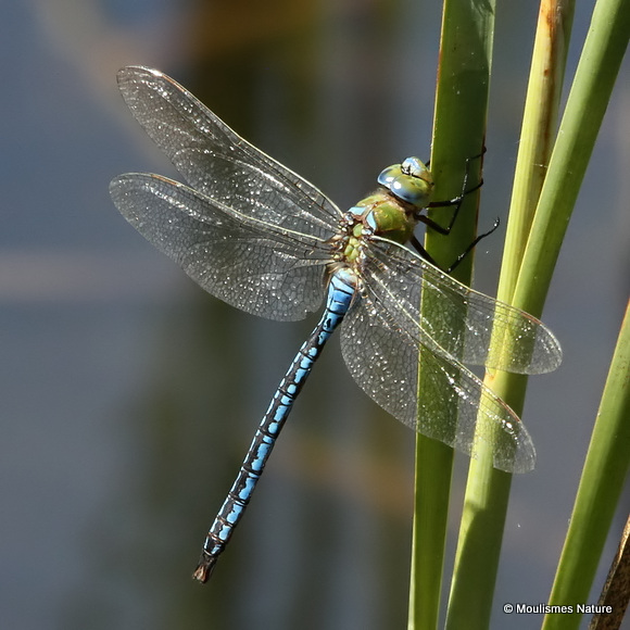 Emperor (Anax imperator) M, Anax empereur