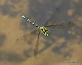 Southern Hawker (Aeshna cyanea) M