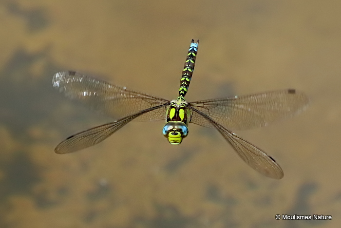 Southern Hawker (Aeshna cyanea) M