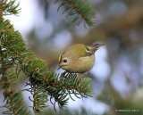 Goldcrest (Regulus regulus), Roitelet huppé